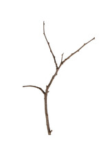 dry tree branches or wooden sticks. Natural rustic element for decoration or craft from a forest. isolated on white background with clipping path.