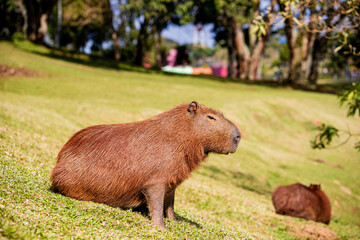 capivara hydrochoerus hydrochaeris
