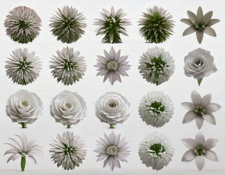  3d rendering. Flowers in spring and summer icons set on a white background Cremon flo 