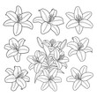 © Lentera - Lily flower outline pattern for floral decoration and design