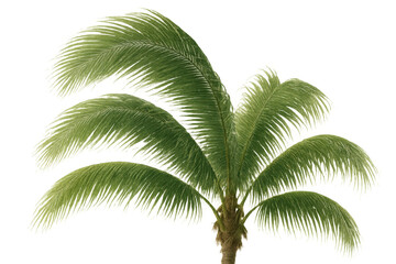 Poster - Verdant palm fronds waving softly, casting delicate shadows on transparent surface, evoking serene tropical ambiance