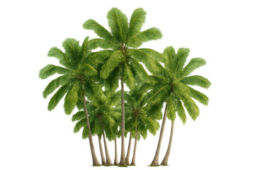 Fototapete - Verdant coconut palms forming tropical paradise scene, isolated on transparent background, ideal for design layouts