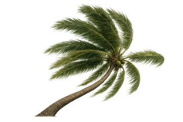 Poster - Tropical coconut palm tree swaying gently, isolated on transparent background, ready for creative image compositing