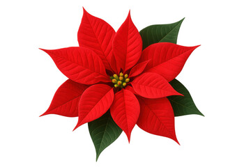 Poster - Vivid red poinsettia bloom blooming against transparent backdrop, highlighting festive botanical seasonal greenery