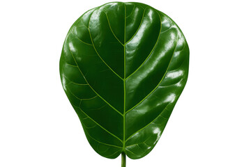 Fototapete - Green leaf closeup revealing delicate venation pattern, sharp textures contrasting against transparent backdrop, highlighting botanical elegance