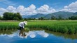 © NaiGraphic - Farmer Cultivating Rice in Lush Green Field Under Blue Sky