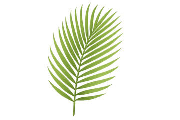 Poster - Realistic green palm leaf vector graphic, transparent background, highlighting botanical detail for tropical design projects