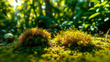 Close up of moss clumps with yellow sprouts in a forest with blurred green background and golden sphere
