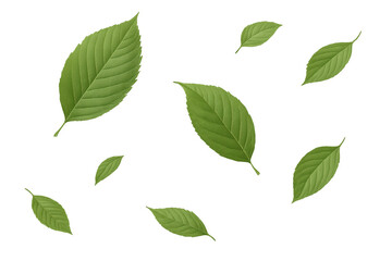 Fototapete - Realistic green leaves cascading against a transparent background, enhancing nature-themed designs with a touch of seasonal elegance
