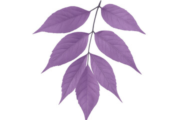 Poster - Purple leaf displaying intricate venation, photographed in studio setting with transparent backdrop highlighting botanical detail
