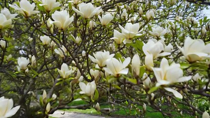 Wall Mural - blooming magnolia tree in spring park creating serene atmosphere