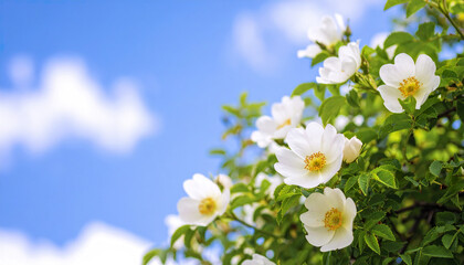 Poster - White flower blooming rose bush with green leaves under blue sky with clouds