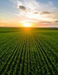 © Stefan Schurr - Aerial sunset view of green crop fields. Golden sun above horizon, dramatic sky