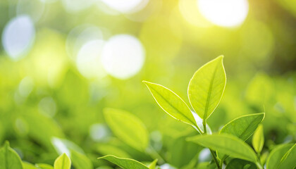 Poster - Fresh green leaf with sunlight shining through in natural garden setting, bright and vibrant