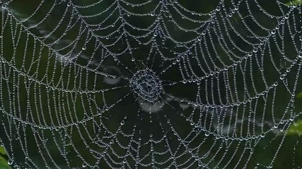 Spider Web Glistening with Dew Drops - AI Generated