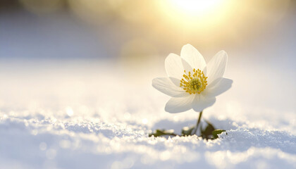 Poster - White flower blooming through snow with soft sunlight and spring background