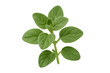 © PNG Kingdom  - Vivid oregano sprig displaying crisp green leaves, backlit against transparent backdrop, highlighting botanical detail and culinary potential