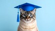© Sentot - Cat wearing graduation cap