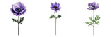 Set of anemone purple flower isolated on transparent background