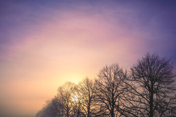 Wall Mural - silhouettes of bare trees on an early foggy autumn morning