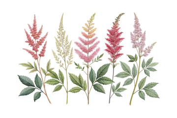 set of watercolor Astilbe Branch vector illustration isolated on white background