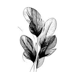 Poster - Stylized illustration of a group of feathers with intricate line work and shading on a white backdrop