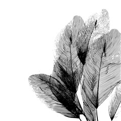 Poster - Detailed illustration of several feathers with intricate line work against a white background space