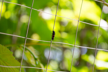 bug on the net