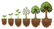 © imran - Growth Stages of a Tree A Visual Depiction of Development from Seedling to Fruiting Tree Illustration