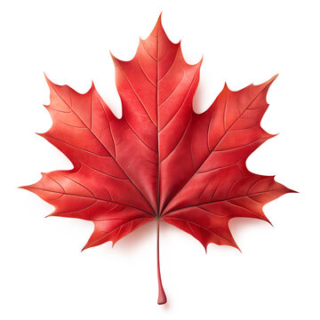 Maple Leaf, Realistic Fern Leaf PNG, Tree Leaf, Flat vector maple leaf, autumn maple leaf, Flat Botanical Leaf PNG, Photoreal maple leaf
