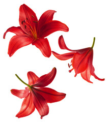Wall Mural - Beautiful fresh Red Lily falling in the air isolated on white background.