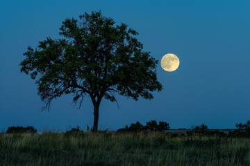 Wall Mural - Full moon rising over a lonely tree in a field at dusk, creating a peaceful and serene atmosphere
