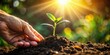 © Chalisa - A Hand Gently Nurturing a Young Sprout in Rich Soil, Bathed in the Warm Glow of the Rising Sun, Symbolizing Growth, Renewal, and the Promise of a Bountiful Harvest