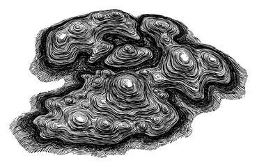  Topography Abstract Contour Pattern Black and White Outline Line Art Drawing Detailed Engraving Style