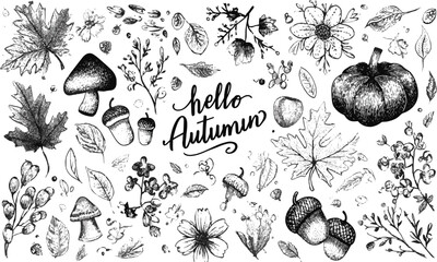 Leinwandbilder - A collection of autumn-themed hand-drawn Autumn plants vector sketches. Hand-drawn set of harvest, modern vector illustrations, including plants, easily editable and scalable.