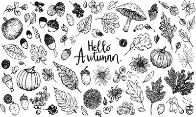 Leinwandbilder - A collection of autumn-themed hand-drawn Autumn plants vector sketches. Hand-drawn set of harvest, modern vector illustrations, including plants, easily editable and scalable.