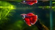 © SITI - Vibrant Red Betta Fish Swimming Gracefully in a Freshwater Aquarium