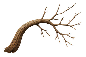 Poster - Curved dry tree branch rendered photorealistically, transparent background, ideal for graphic design and digital compositing