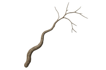 Poster - Isolated gnarled branch extending upward against transparent background, perfect for digital compositing and creative projects