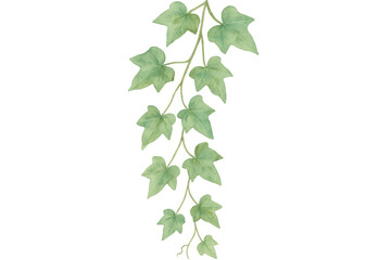 Fototapete - Watercolor ivy leaves trailing gracefully, green botanical illustration with transparent soft edges, elegant botanical design element