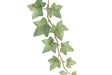 Fototapete - Watercolor painting featuring a detailed depiction of ivy leaves on a transparent background, perfect for nature-themed designs