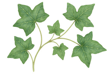 Fototapete - Watercolor rendering depicting verdant ivy branch, intricate foliage spreading across transparent surface
