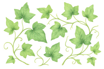 Fototapete - Watercolor rendering of lush green ivy branches, intricate leafage sprawling across transparent surface, perfect for botanical graphic elements