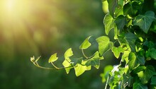 Wilder Wein Efeu freigestellt Kostenloses Stock Bild - Public Domain  Pictures