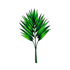 Poster - a single green palm leaf with detailed veins isolated against design art on transparent background