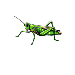 Poster - illustration of a green grasshopper with visible antennae and legs on transparent background