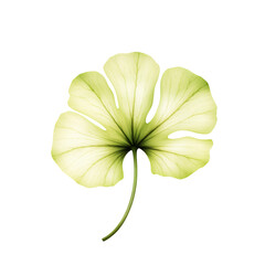 Poster - a single light green leaf with five lobes and a stem isolated shown centered on transparent background
