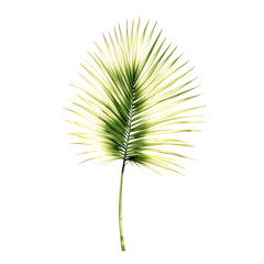 Poster - image showcasing a single palm leaf with and detailed textures present on transparent background