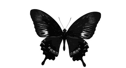 Poster - Elegant black swallowtail butterfly with intricate wing patterns on white background