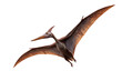 © boxstock production - Realistic 3D model of a flying pteranodon with detailed wings and sharp beak, isolated on transparent background